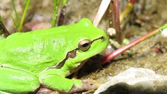 Hyla arborea