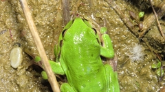 Hyla arborea