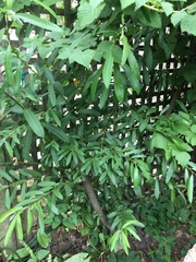 Salix exigua hindsiana