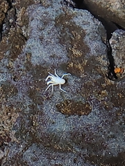 Munidopsis polymorpha
