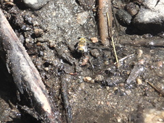 Anthophora bomboides