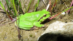 Hyla arborea