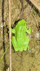 Hyla arborea