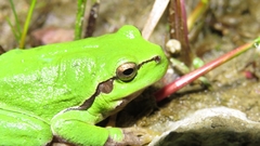 Hyla arborea