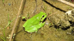Hyla arborea