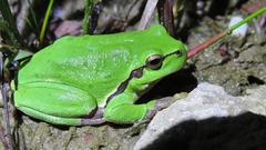 Hyla arborea