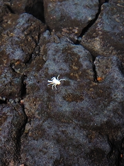 Munidopsis polymorpha