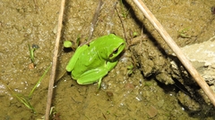 Hyla arborea