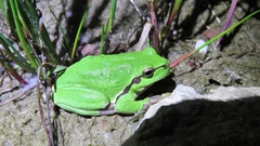 Hyla arborea