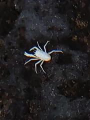 Munidopsis polymorpha