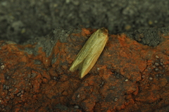 Holcocera immaculella