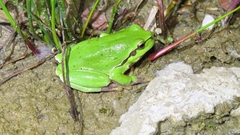 Hyla arborea
