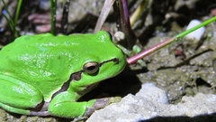 Hyla arborea
