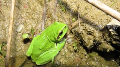 Hyla arborea