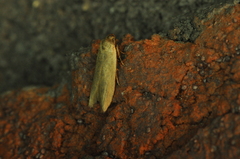 Holcocera immaculella