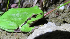 Hyla arborea