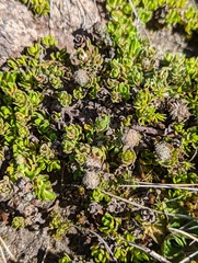 Baccharis caespitosa