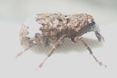 Eurymycter