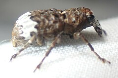 Eurymycter