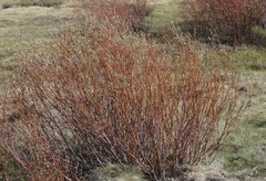 Salix eastwoodiae