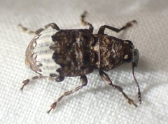 Eurymycter