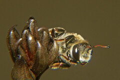 Ceratocolletes