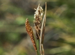 Carex filifolia