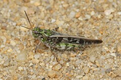 Pardalophora phoenicoptera