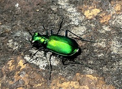 Cicindela denikei