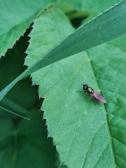Sarginae