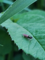 Sarginae