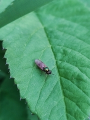 Sarginae