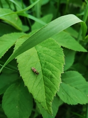 Sarginae