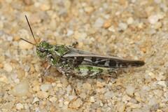 Pardalophora phoenicoptera