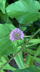 Trifolium pratense
