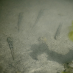 Acanthogobius flavimanus