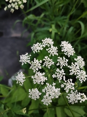 Aegopodium podagraria