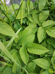 Aegopodium podagraria