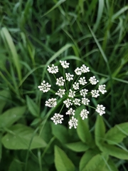 Aegopodium podagraria