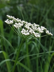 Aegopodium podagraria