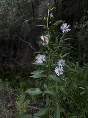 Symphyotrichum greatae