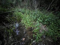 Symphyotrichum greatae