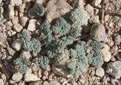 Oreonana clementis