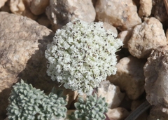 Oreonana clementis