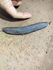 Phyllocaulis variegatus