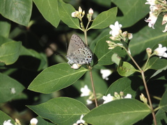Satyrium behrii