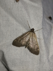 Anania fuscalis