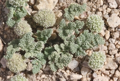 Oreonana clementis