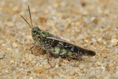 Pardalophora phoenicoptera