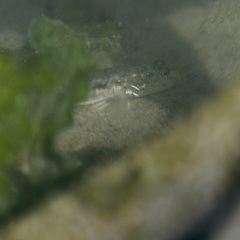 Acanthogobius flavimanus